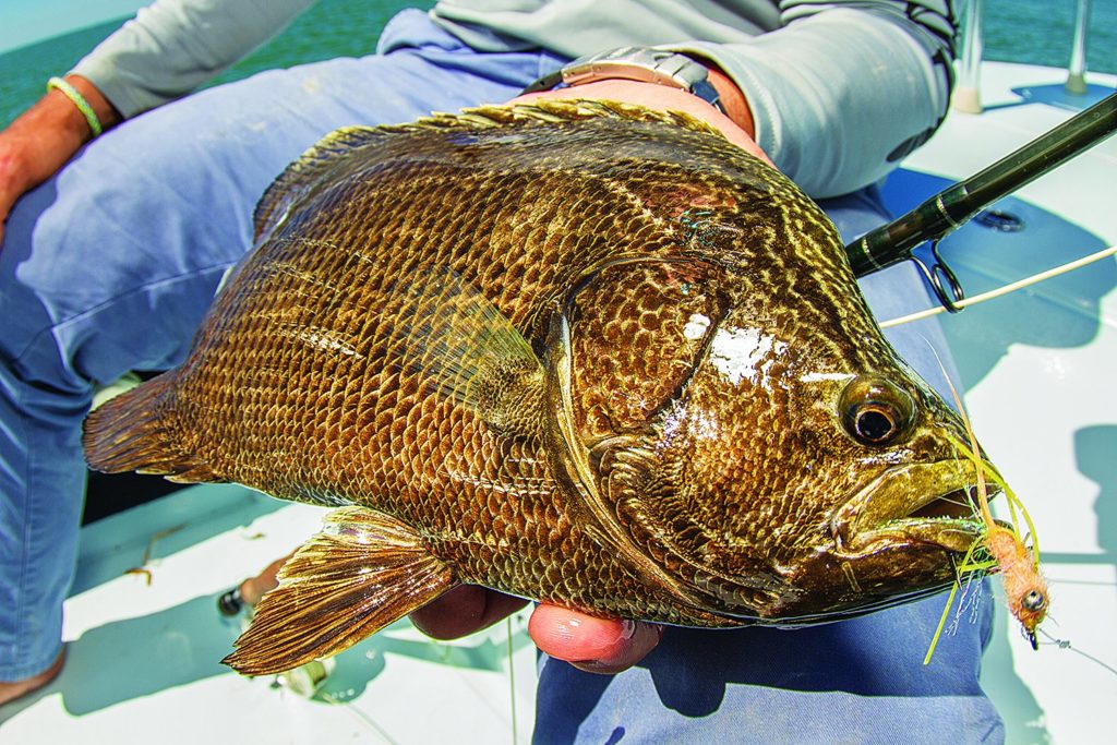 A tripletail caught on a fly