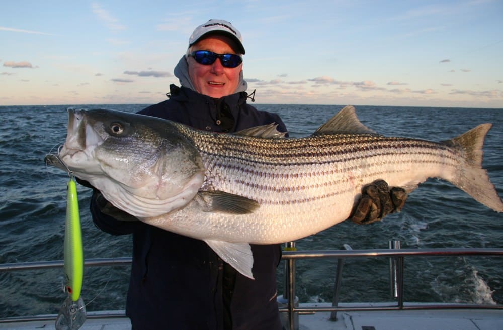 Record Striped Bass