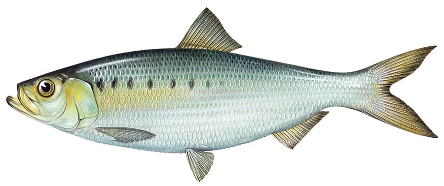 Hickory Shad