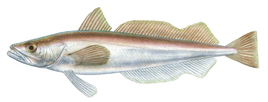 Silver Hake