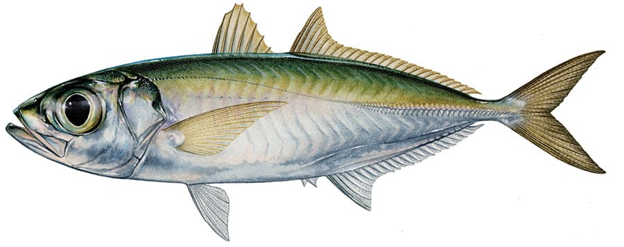 Bigeye Scad