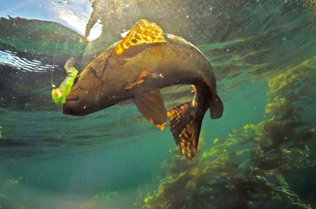 Calico bass hiding in a kelp bed