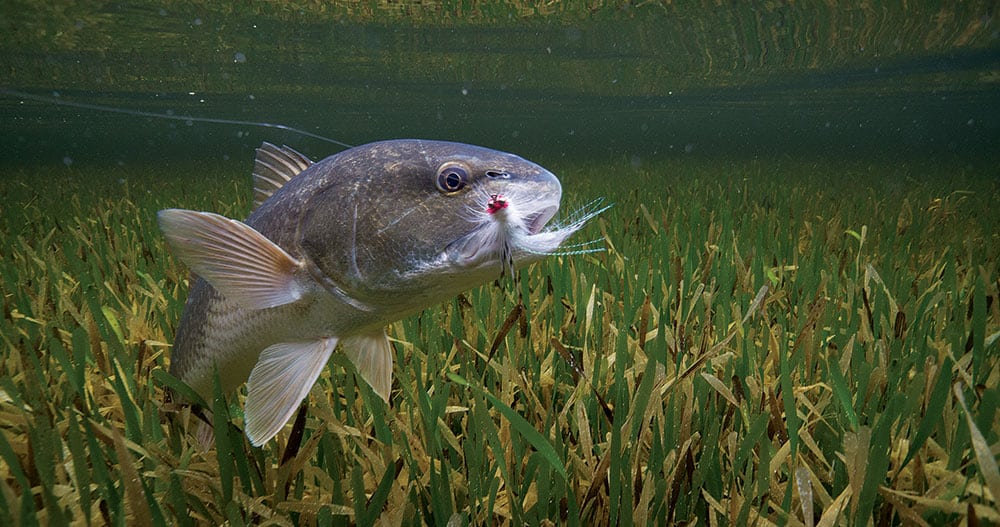 Redfish caught fly fishing in saltwater over grass