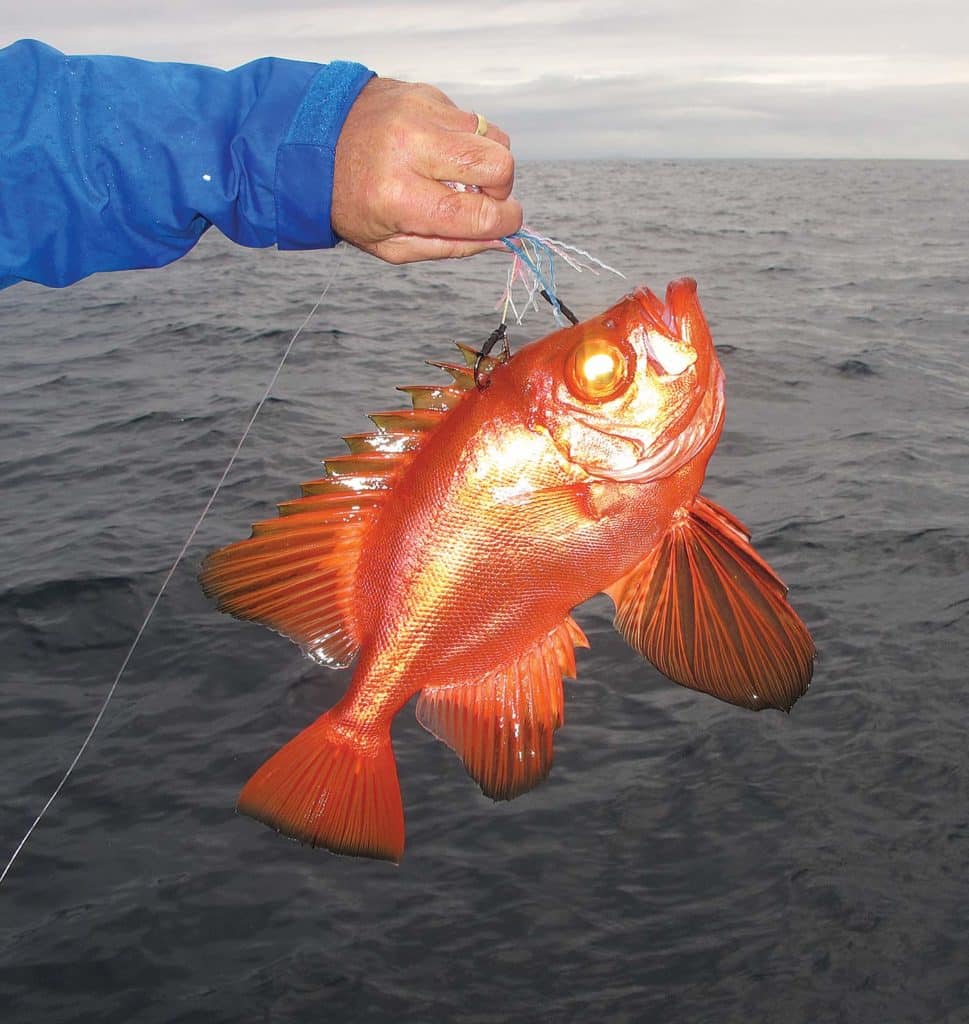 A longfinned bigeye