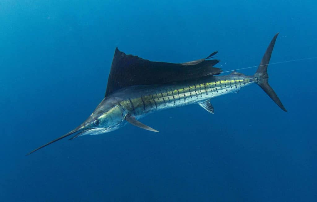 Sailfish in El Salvador