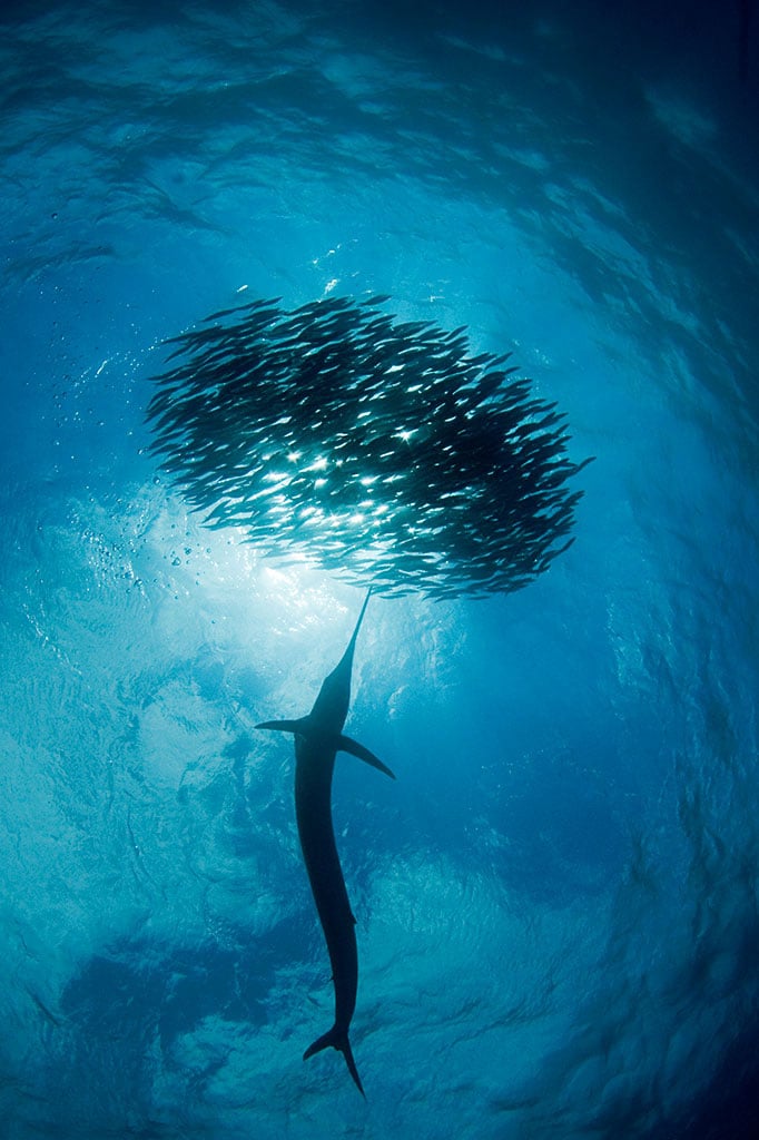 Sailfish attacks bait ball