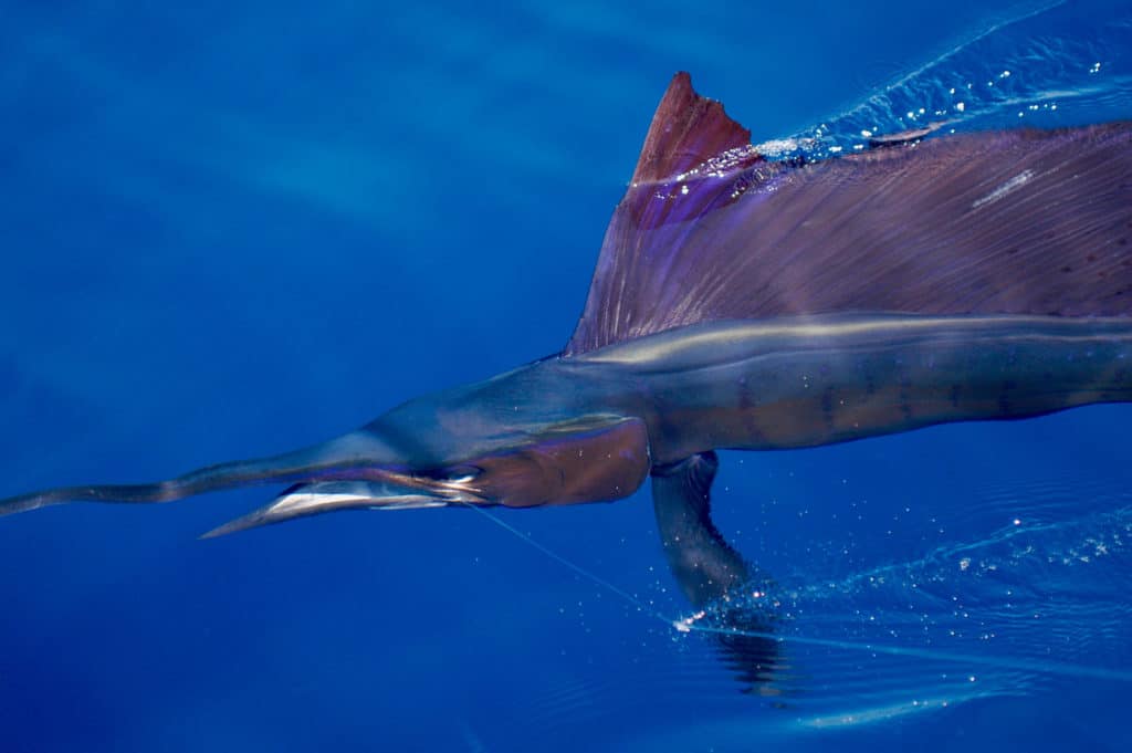 Sailfish off Kenya