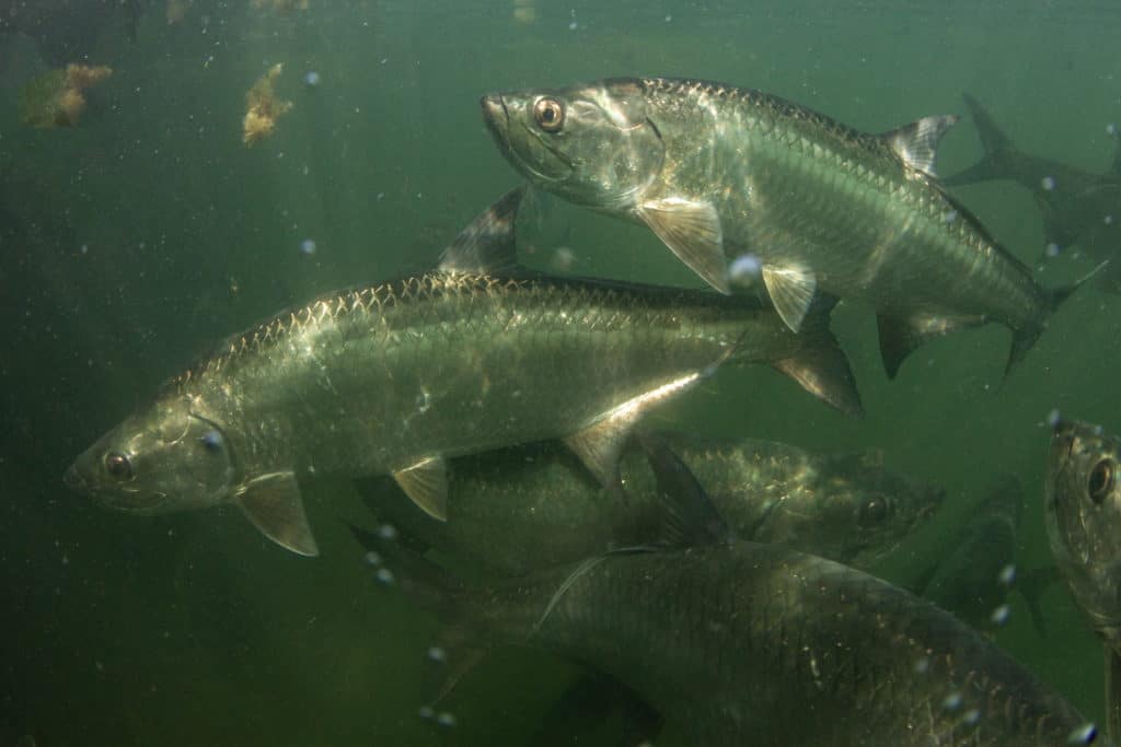 Boca Grande tarpon school