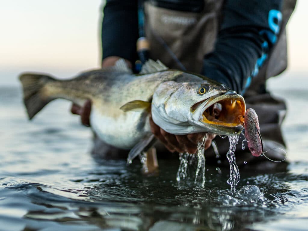 Large seatrout