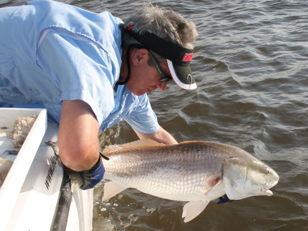 Angler releasing redfish