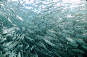 Large school of mullet underwater