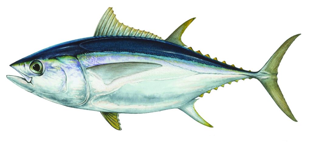 Bigeye tuna