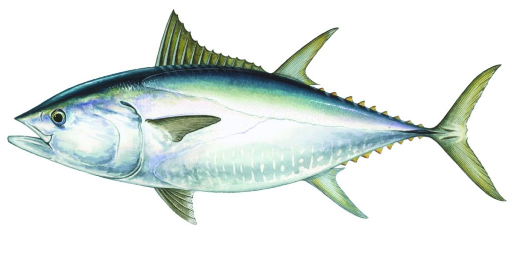 Bluefin tuna