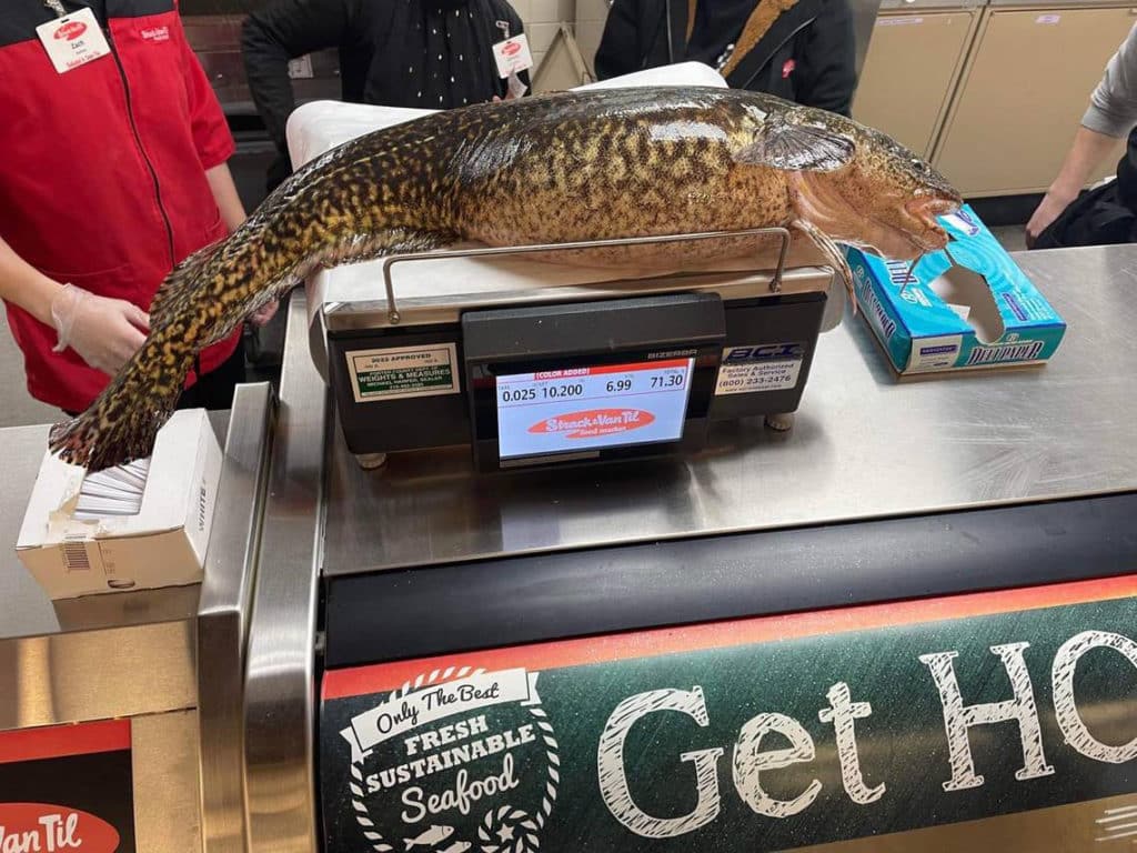 Record burbot caught by Scott Skafar