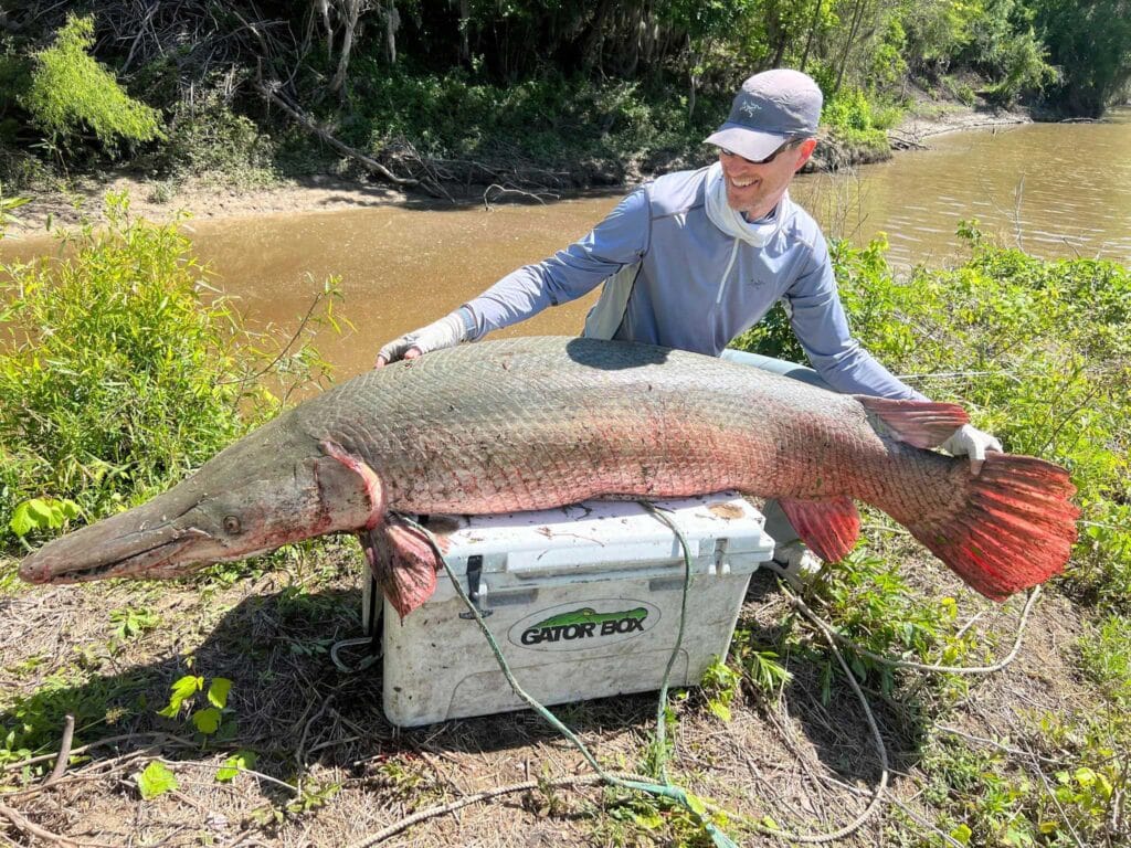 Large alligator gar