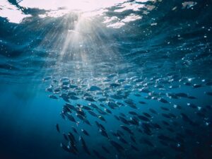 School of fish underwater