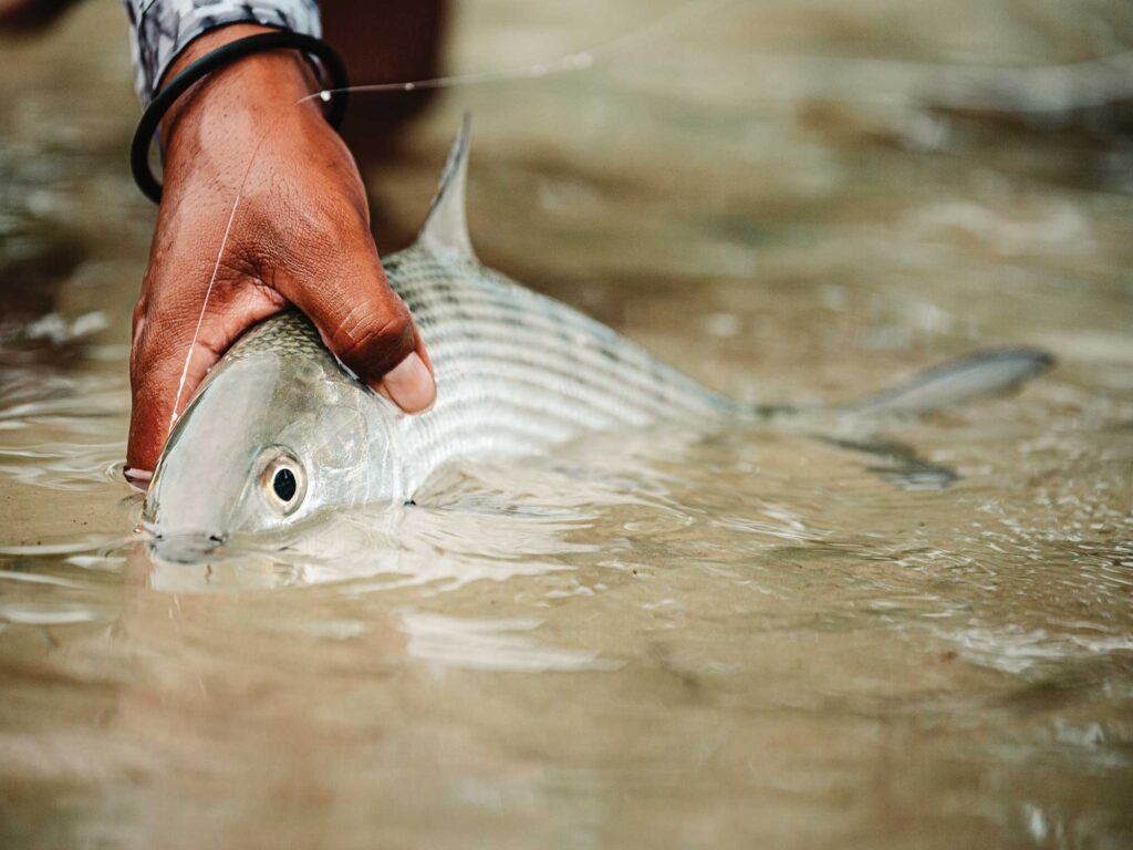 Bonefish in the Bahamas