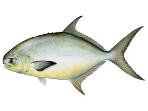 Florida Pompano