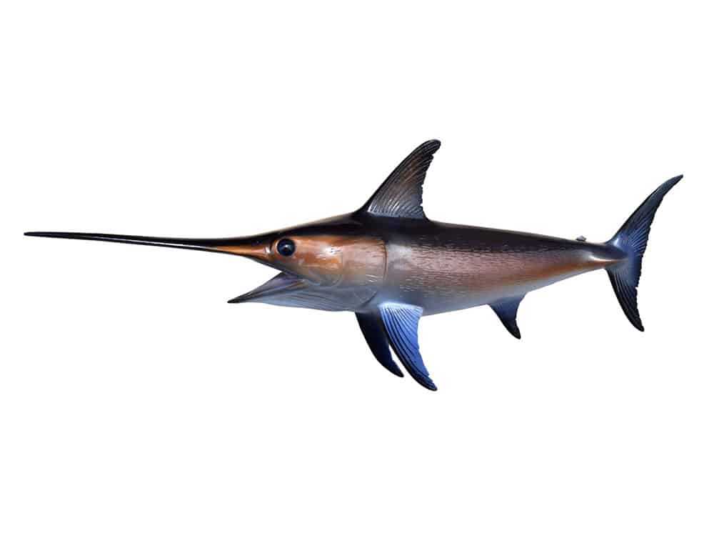 King Sailfish Mounts Swordfish Miniature Mount