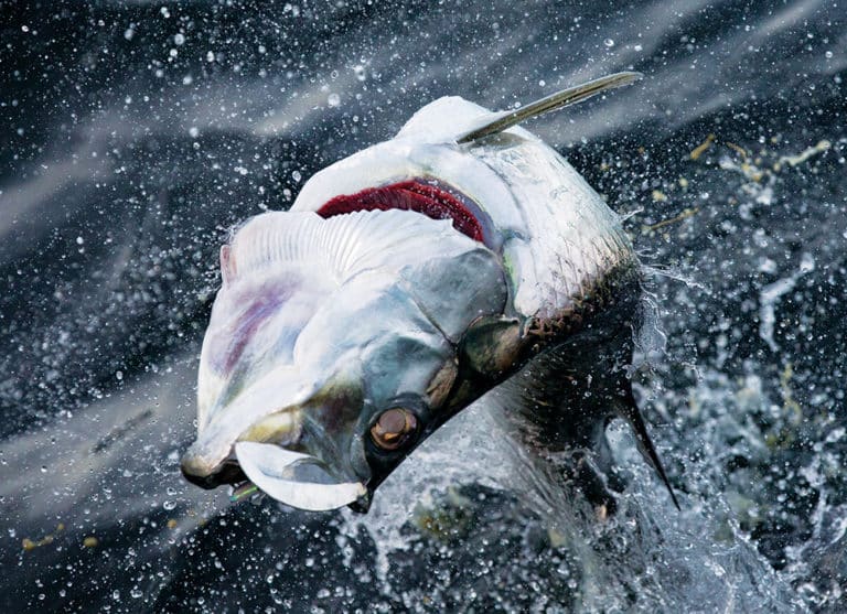 Tarpon fish jumping