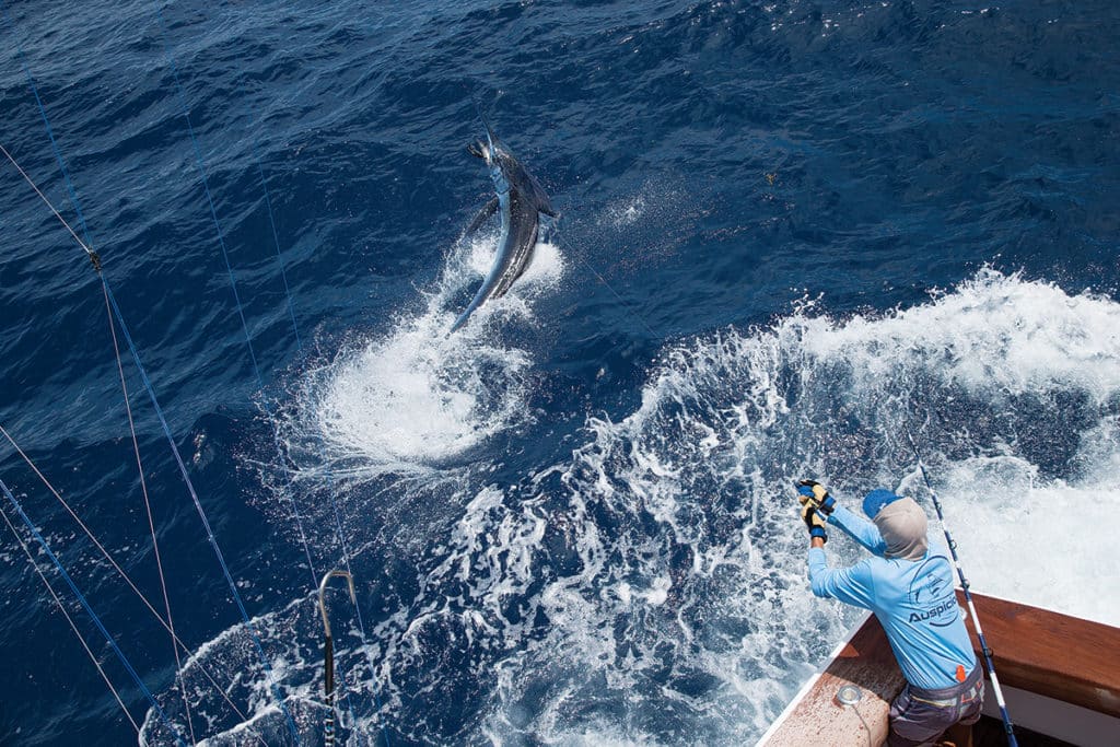 leadering a marlin