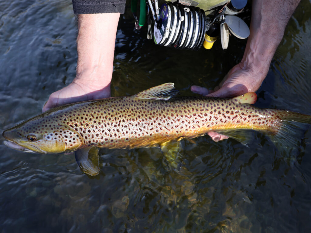 Trout fly fishing in Spain