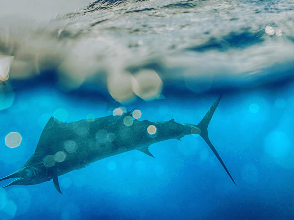 underwater sailfish