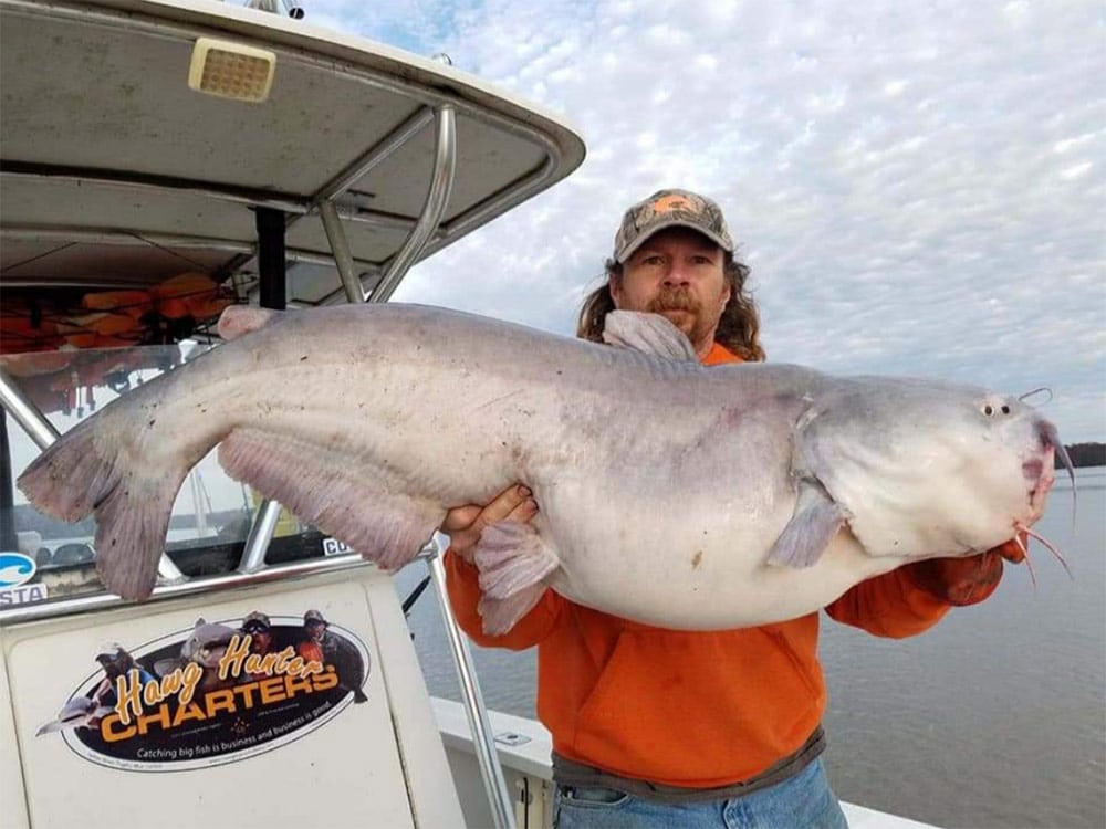 blue catfish