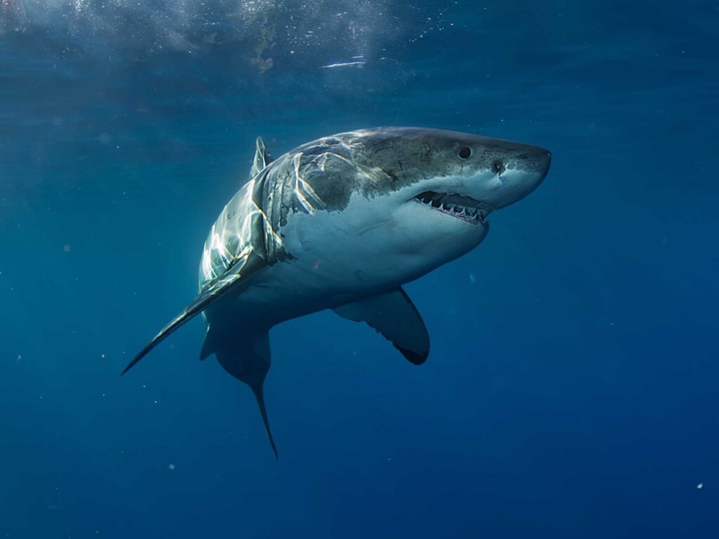 Large Great White shark