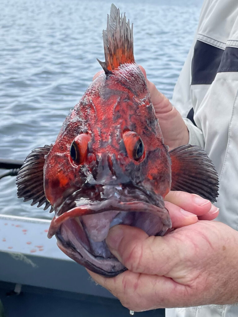 Alaska yelloweye rockfish