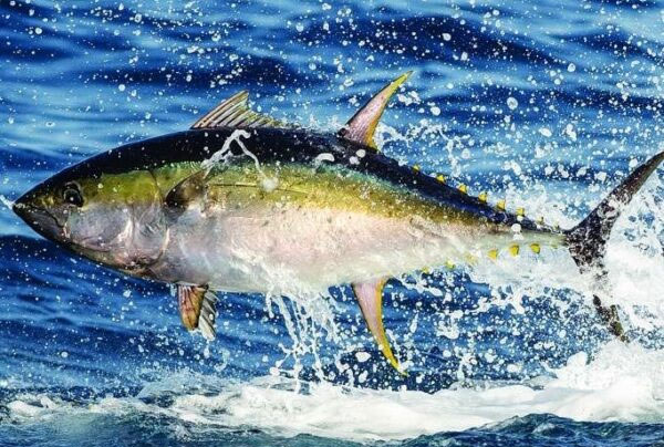 yellowfinTuna