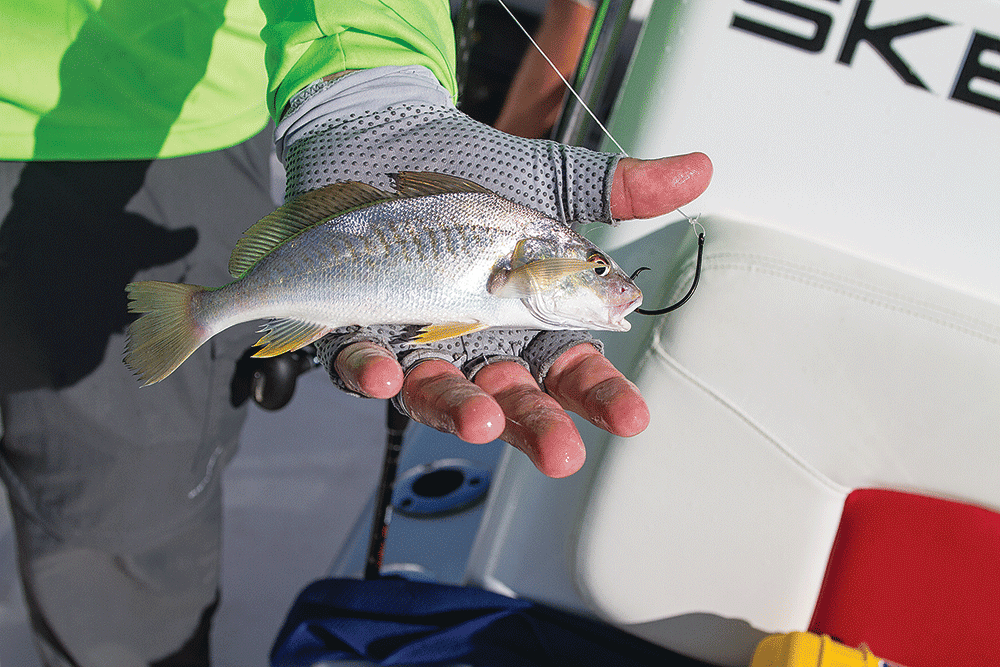 croakers as redfish bait